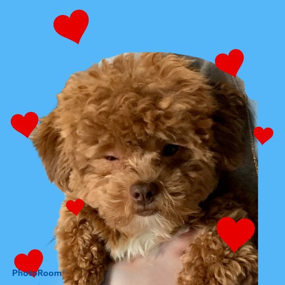 Meet your Posher, Pat - Picture 1 of 1